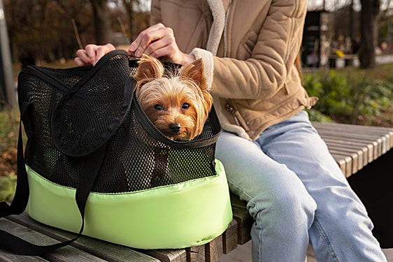 Las mejores mochilas de transporte general para mascotas en vacaciones