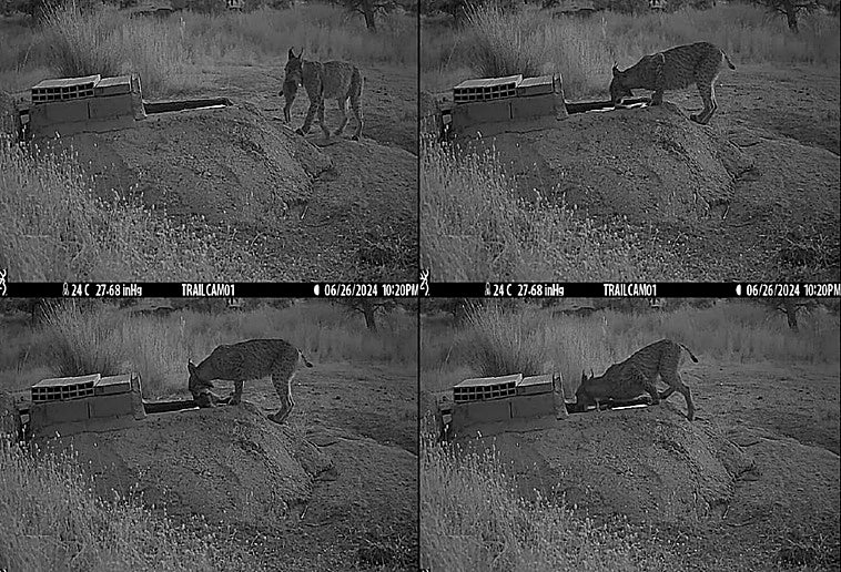 Graban a hembras de lince mientras remojan a sus presas para llevar agua a sus cachorros en Toledo