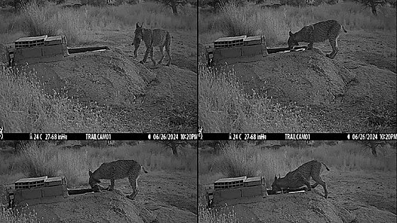 Graban a hembras de lince mientras remojan a sus presas para llevar agua a sus cachorros en Toledo