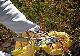 Protege tus manos en las tareas de jardinería con estos guantes de trabajo