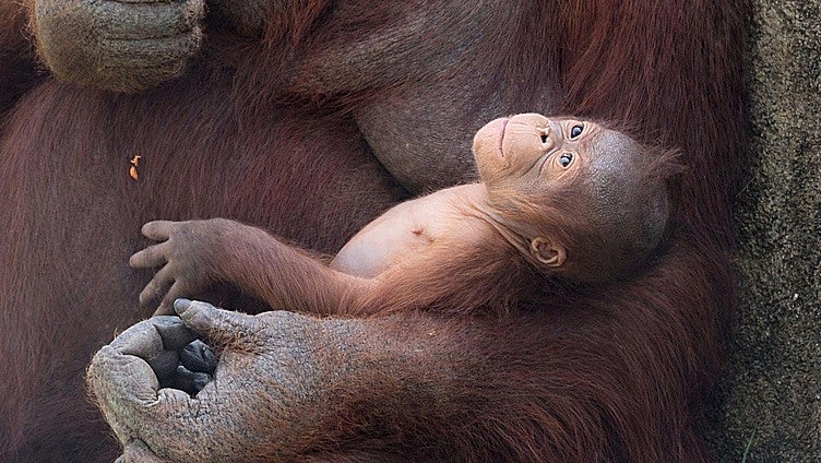 Nace una nueva cría de orangután de Borneo, una de las especies más amenazadas del planeta, en el Zoo Aquarium de Madrid