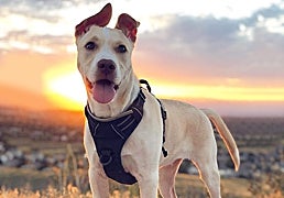 Si paseas perros grandes o medianos, hazte con uno de estos arneses antitirones