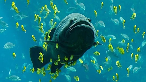 La toxina que confunde el frío con el calor y trae de cabeza a los pescadores canarios