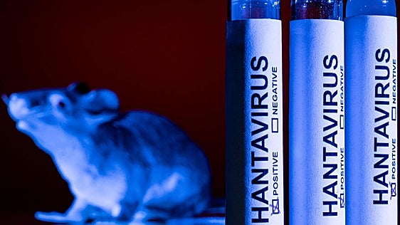 La vacuna contra el hantavirus existe pero no sirve para el contagio persona a persona