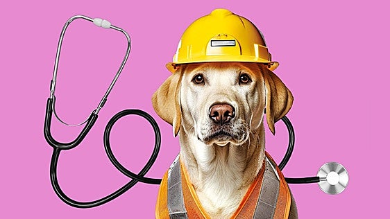 La factura por cuidar de tu perro: ¿compensa hacerle un seguro?