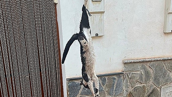 Condenan a cuatro adolescentes por matar a un gato y colgarlo en una puerta en Granada