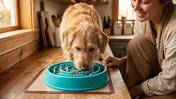 Si tu perro come muy rápido, no te pierdas estos comederos antivoracidad