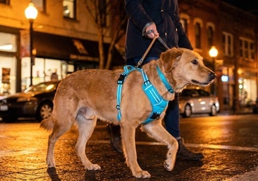 Las mejores correas y arneses reflectantes para pasear de noche a tu mascota sin perderla de vista