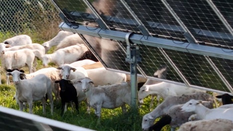¿Y si las ovejas y las placas solares se beneficiaran mutuamente?