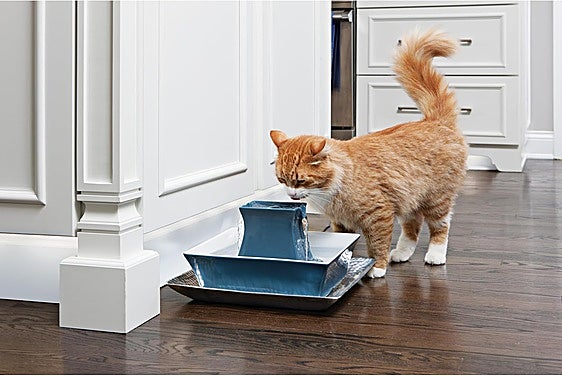 Las mejores fuentes de agua de cerámica silenciosas para gatos y perros