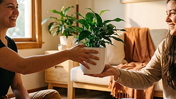 Las mejores plantas de interior fáciles de cuidar para regalar o regalarte