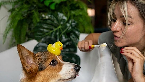 Los mejores cepillos y pastas dentales para la higiene bucal de tu perro y gato