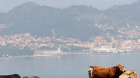 La sequía pone en jaque la producción de leche y cereal y el sector prevé subidas de precios