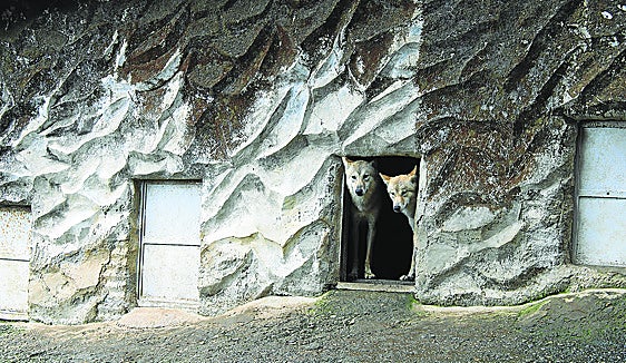 Perros contra lobos en la cima del mundo
