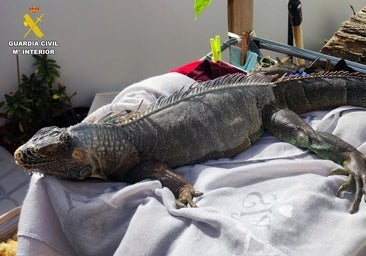 Un reptil hallado en una operación del Seprona en abril de 2025 en Canarias.