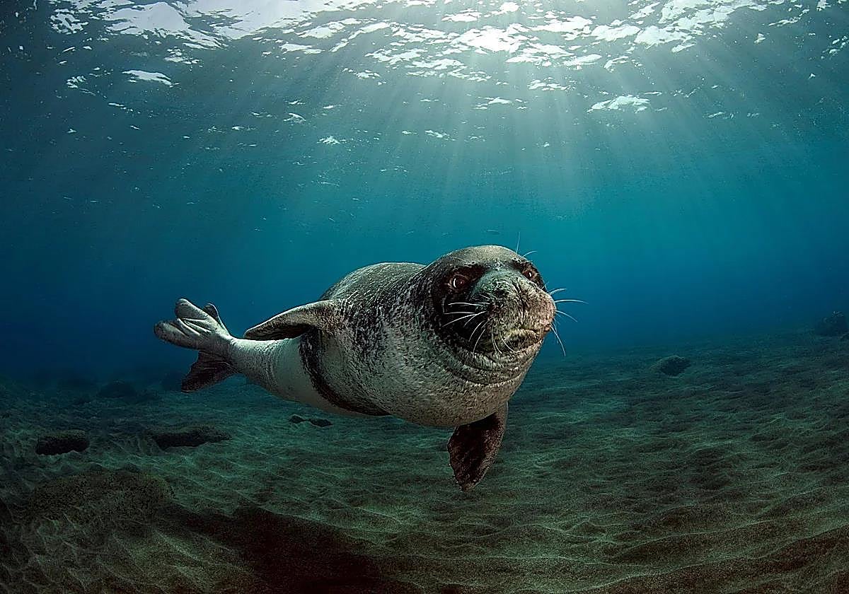 Un ejemplar de foca monje del Mediterráneo, en aguas de las islas de Madeira (Portugal).