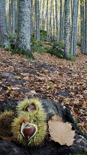 Imagen secundaria 2 - Arriba, 'El abuelo', el castaño de más de 500 años de El Tiemblo, acompañado de imágenes del bosque de unas 130 hectáreas.