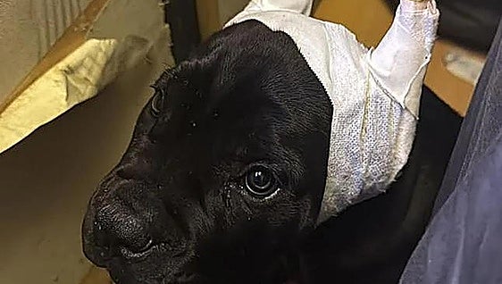 Un perro atendido en Cáceres destapa una red que mutilaba animales