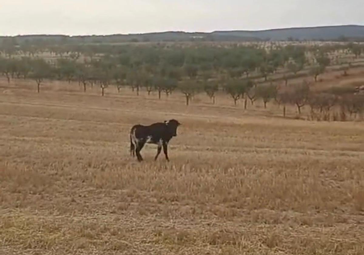 Varios países se ofrecen para salvar a una vaquilla que será sacrificada en Cuenca