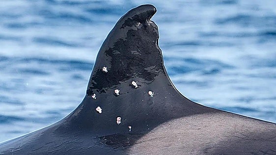 El Gobierno lleva a la Fiscalía los disparos contra la orca Toñi desde un barco español en aguas portuguesas