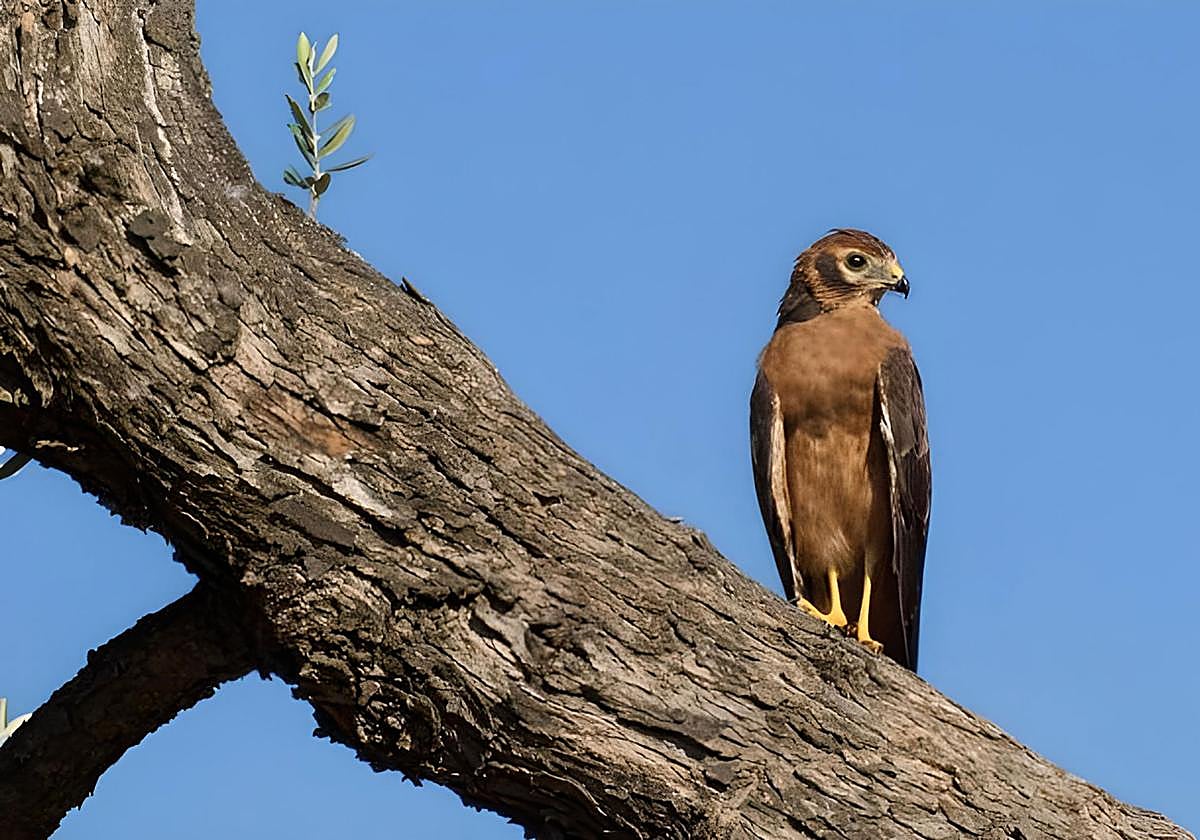 El adelanto de las cosechas por el cambio climático acabará con cerca del 60% de la población de aguilucho cenizo