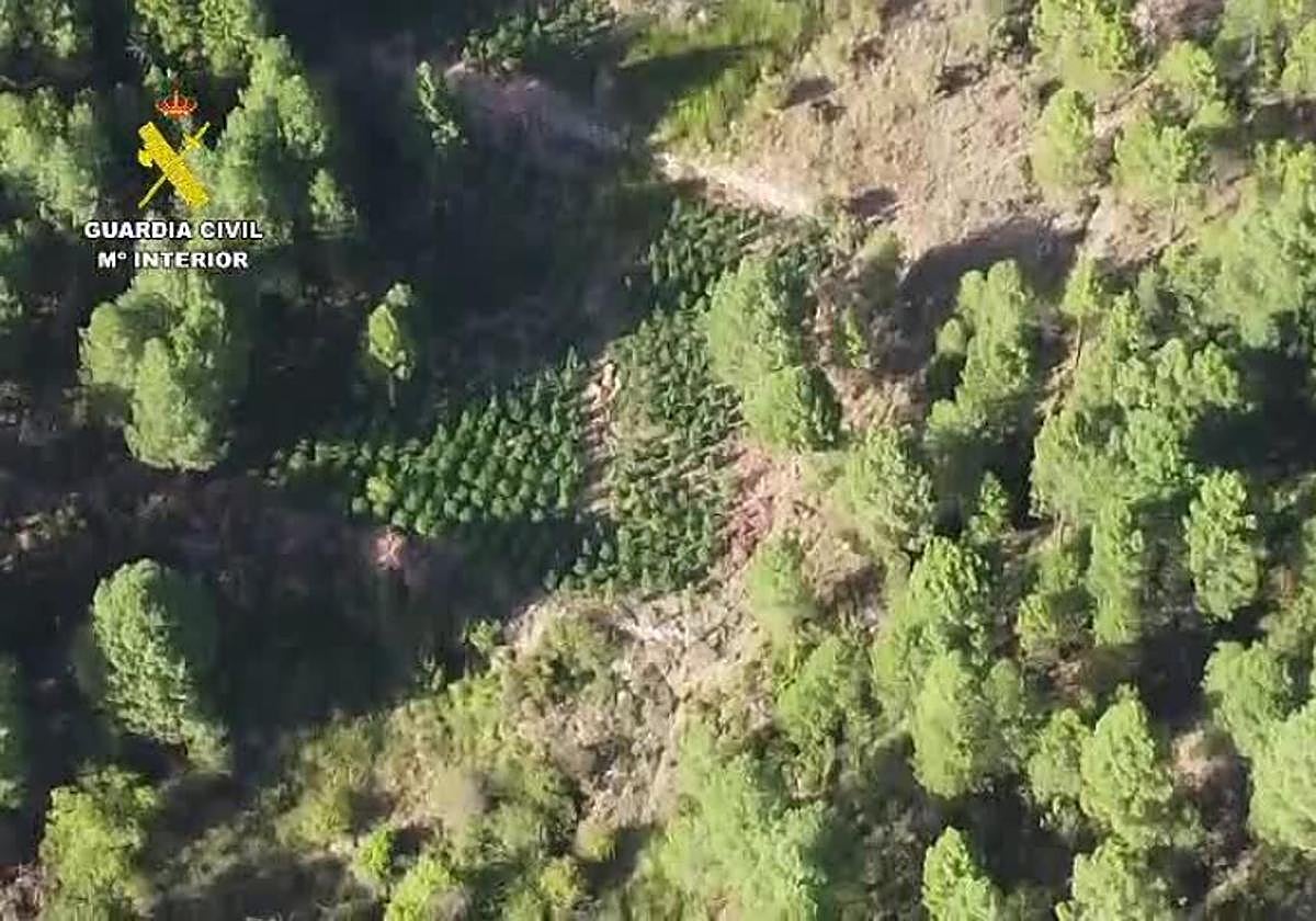 Desarticulado un grupo de narcos que deforestaba bosques en Cuenca para cultivar marihuana