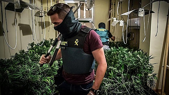 Le confiscan una plantación de marihuana con 21 focos, ventiladores y aire acondicionado, y alega que era para autoconsumo