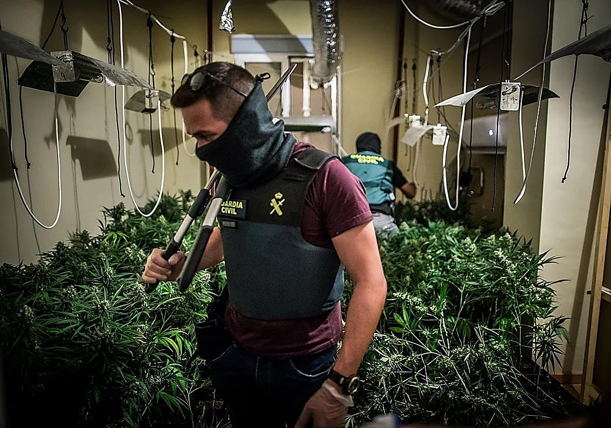 Le confiscan una plantación de marihuana con 21 focos, ventiladores y aire acondicionado, y alega que era para autoconsumo