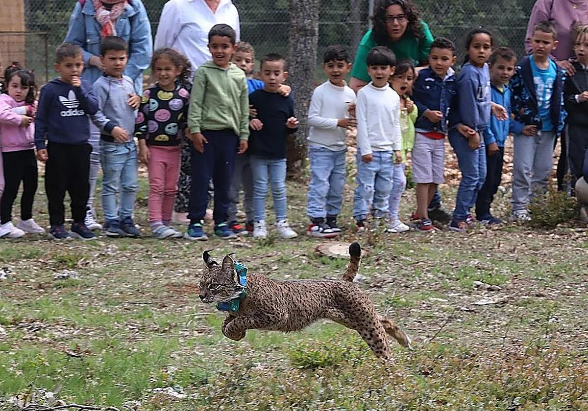 Matan de un disparo a uno de los linces que soltaron en Palencia la pasada primavera