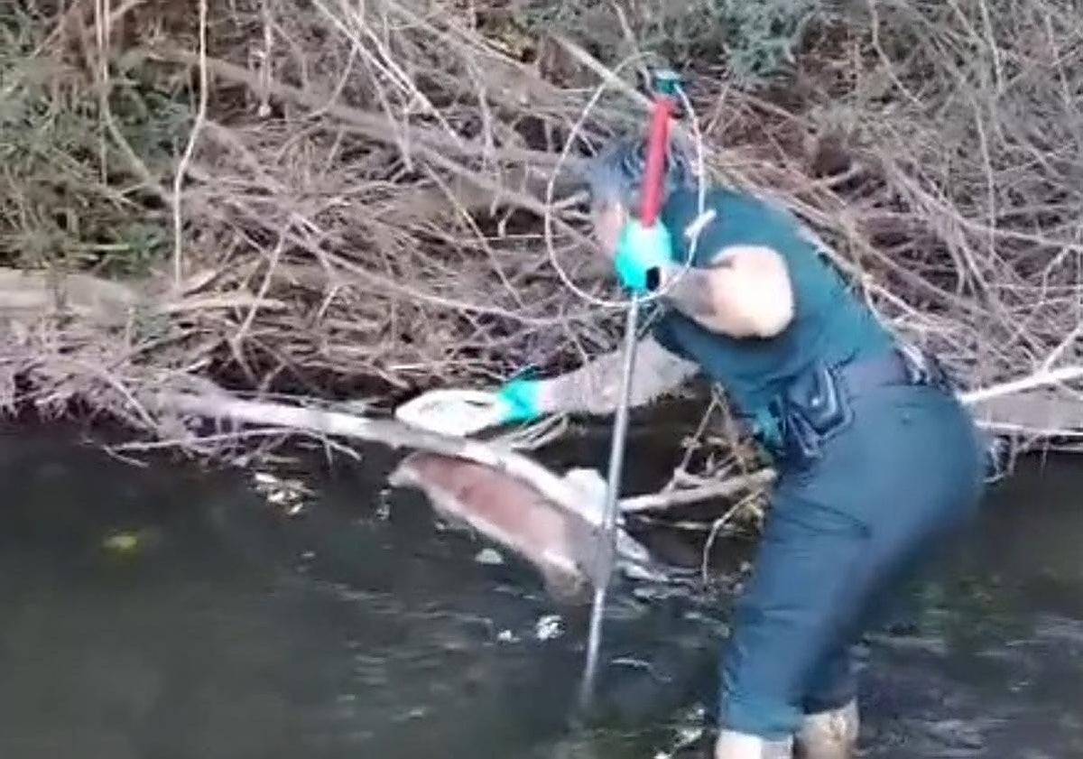 Detenido un hombre en Guadalajara por matar a su perro a palos y arrojar el cadáver a un río