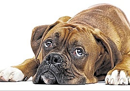 Tu perro también sufre la 'depresión' de septiembre: así se manifiesta
