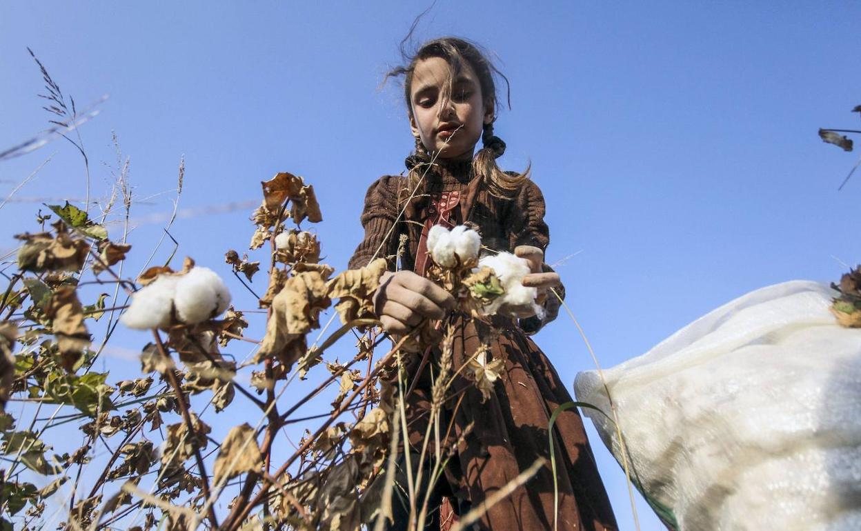 Una niña recoge algodón en una plantación de Afganistán. 