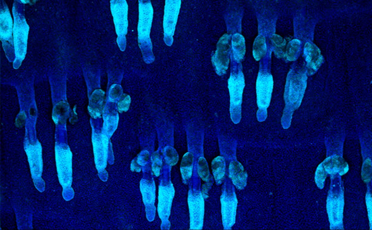 El Centro de Investigación del Cáncer identifica dos proteínas que modulan el comportamiento de las células madre de la piel