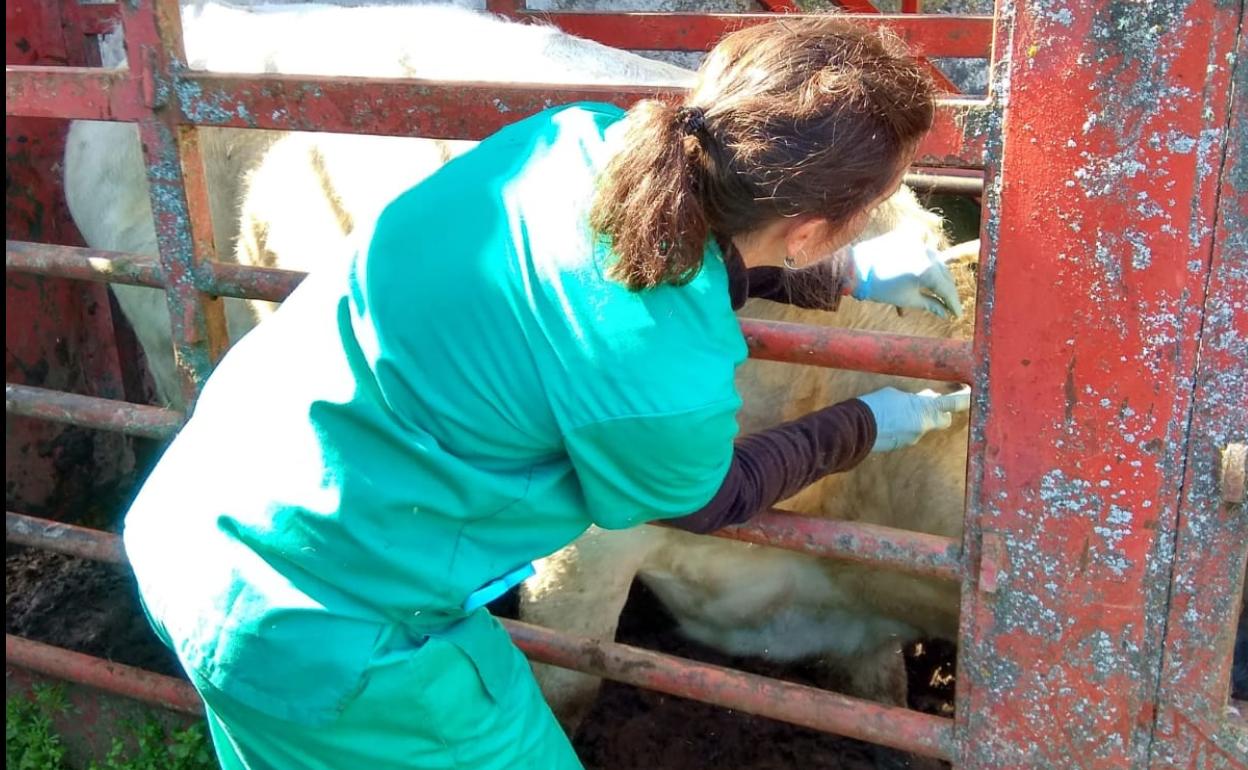 Una veterinaria realiza una prueba de saneamiento ganadero. 