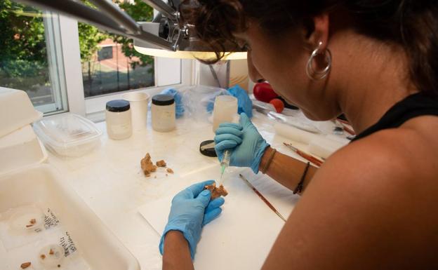 La investigadora Elena Moreno restaura el fósil en el laboratorio. 
