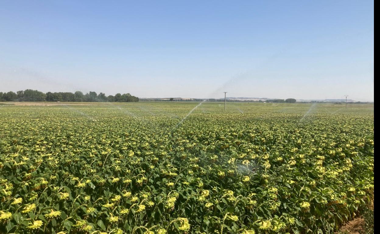 Riego de girasol en la localidad vallisoletana de Pollos. 