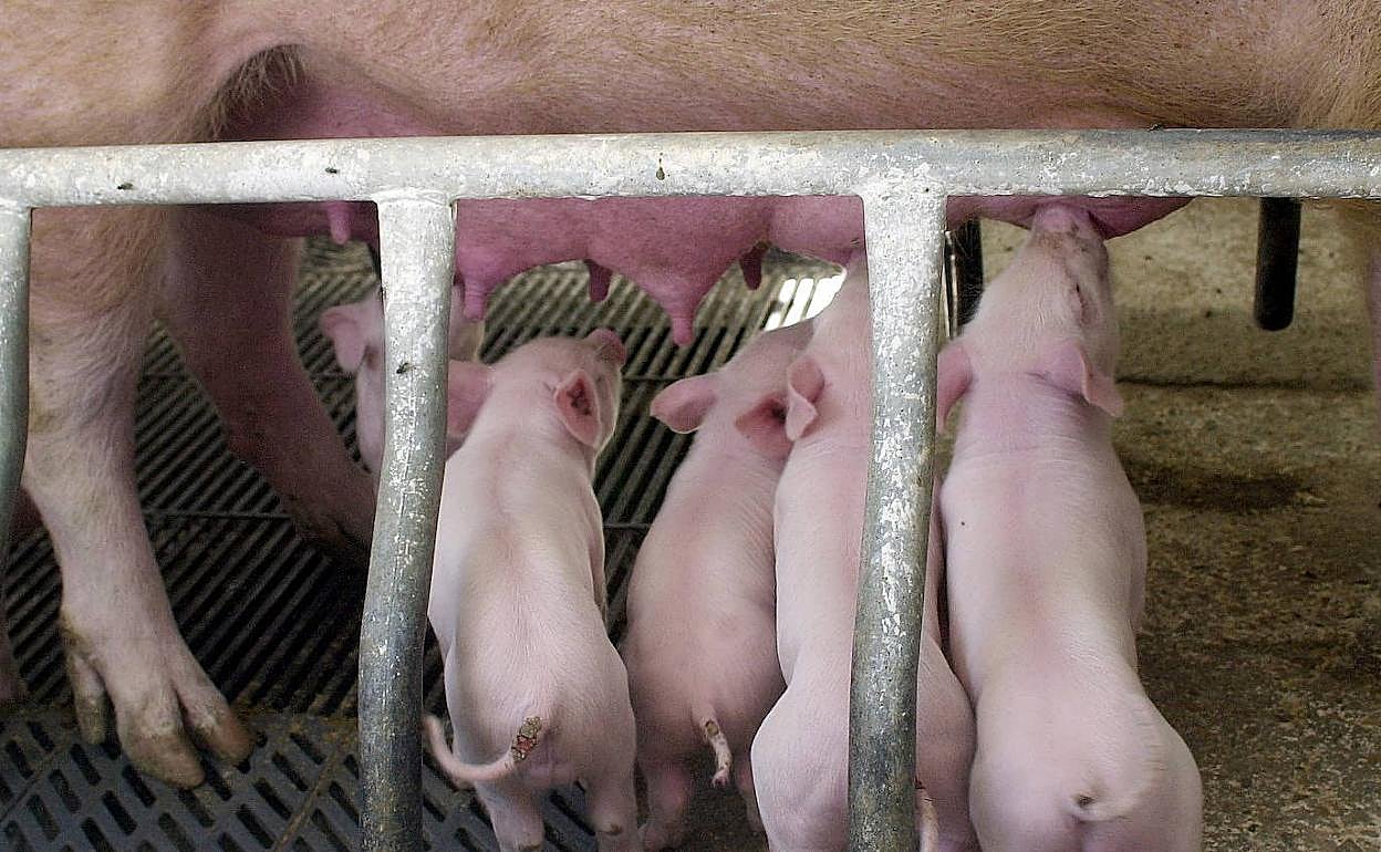 Varios lechones mamando en una explotación de porcino. 