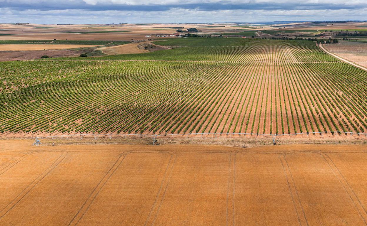 Cultivos sobre el acuífero de Los Arenales. 