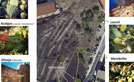 Superficie y especies que había en los huertos antes de las obras. 