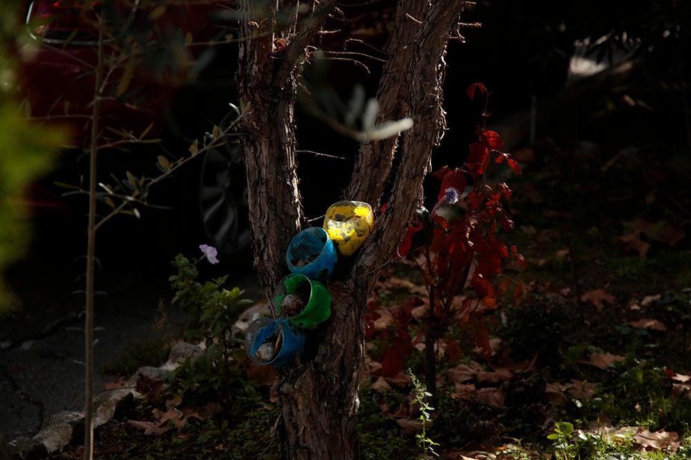 Un detalle en uno de los arbustos.