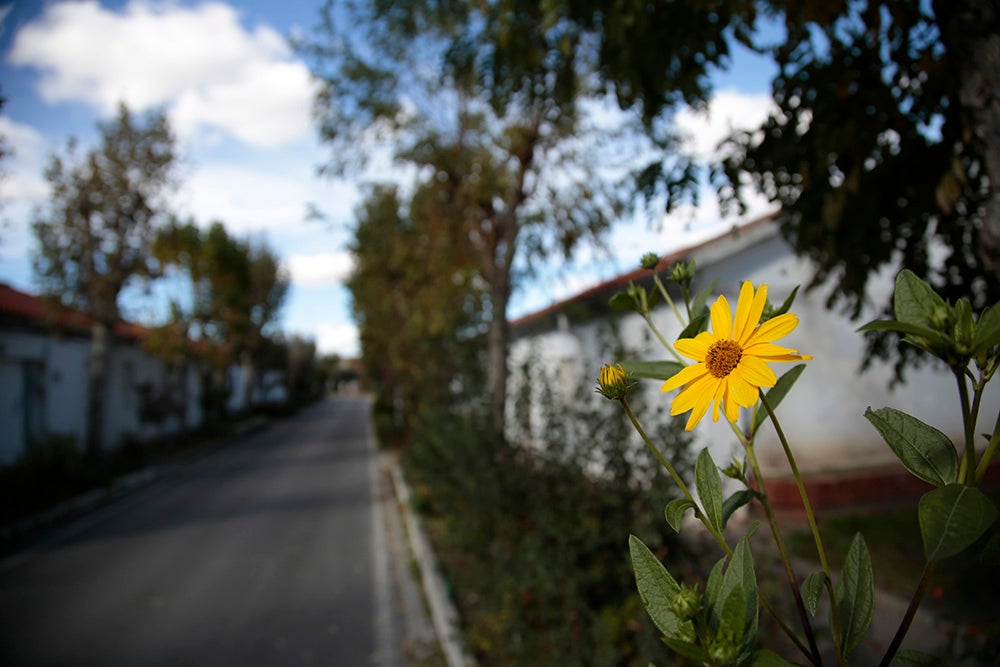 Un flor en un jardín.