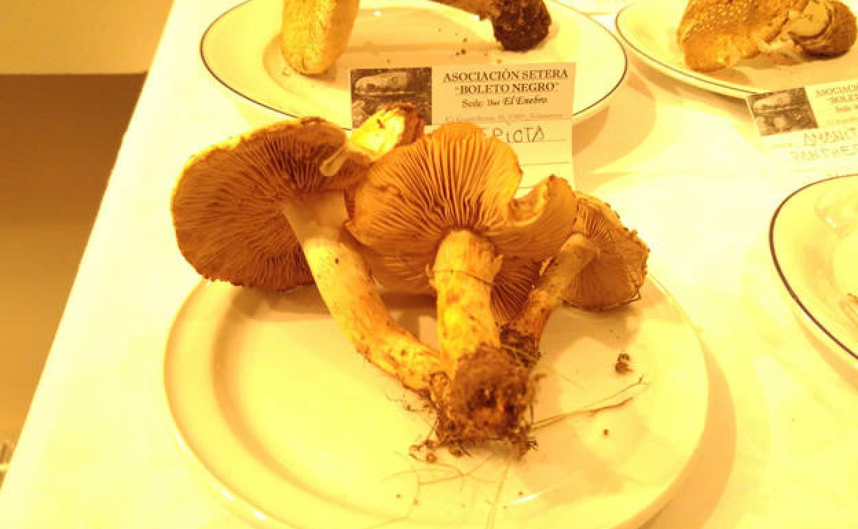 La Escuela de Hostelería de Santa Marta acoge este jueves las XVI Jornadas Micológicas