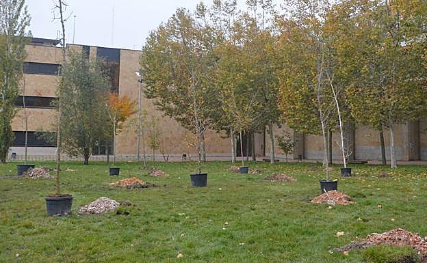 Casi medio centenar de árboles para contribuir con el medio ambiente