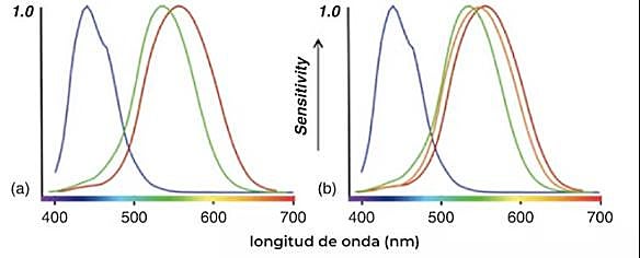 Tricrómatas vs tetracrómatas. Human Color Vision and Tetrachromacy, Elements in Perception (Cambridge University).
