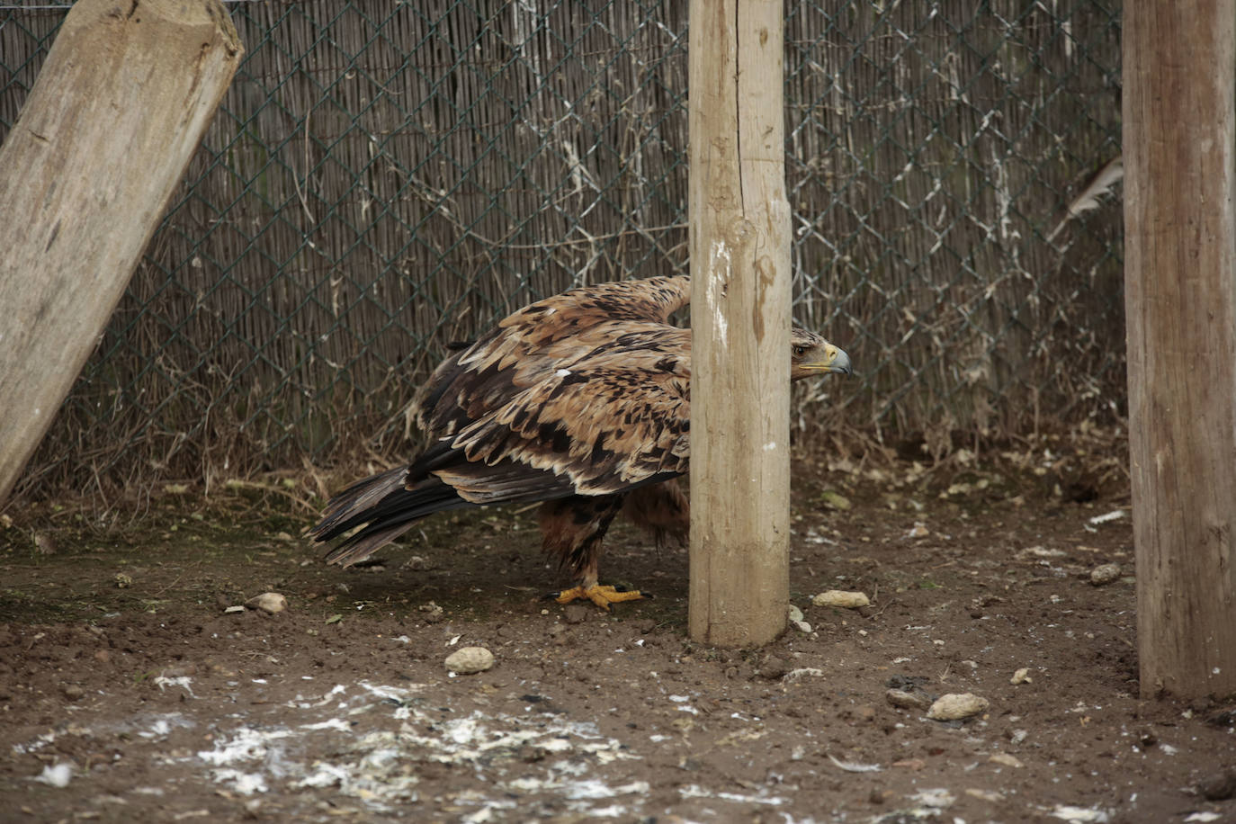 Fotos: Centro de recuperación de aves de Lorenzo Milani