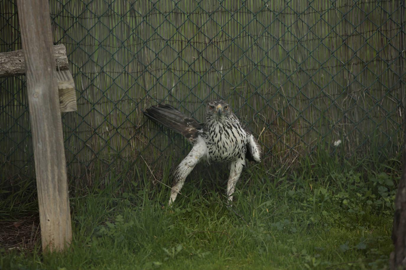 Fotos: Centro de recuperación de aves de Lorenzo Milani