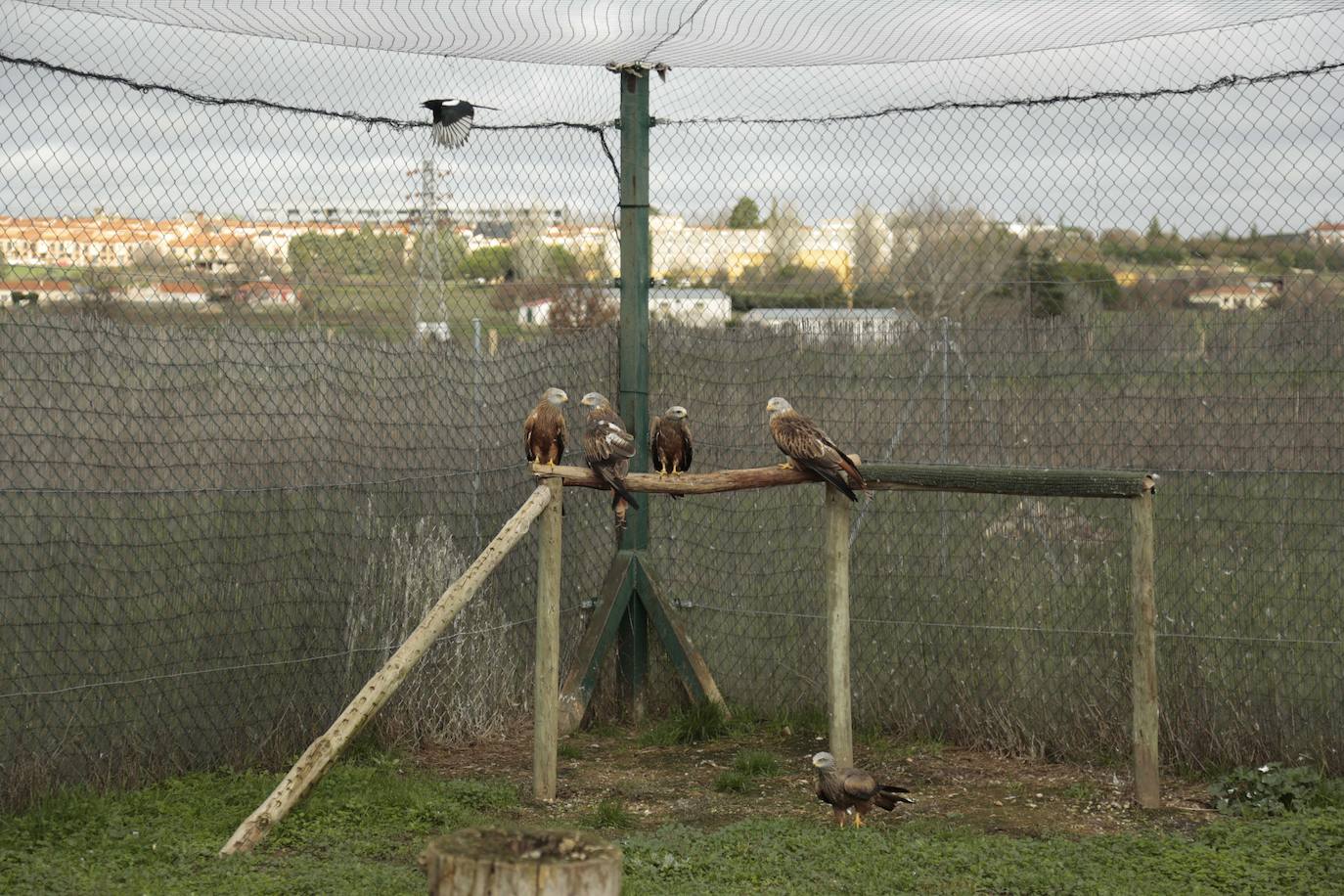 Fotos: Centro de recuperación de aves de Lorenzo Milani