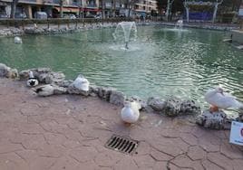 Los icónicos patos del parque de La Alamedilla ya han vuelto a su estanque.