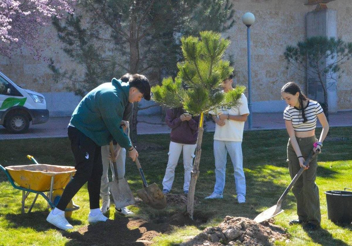 Varios estudiantes, durante la plantación de árboles.