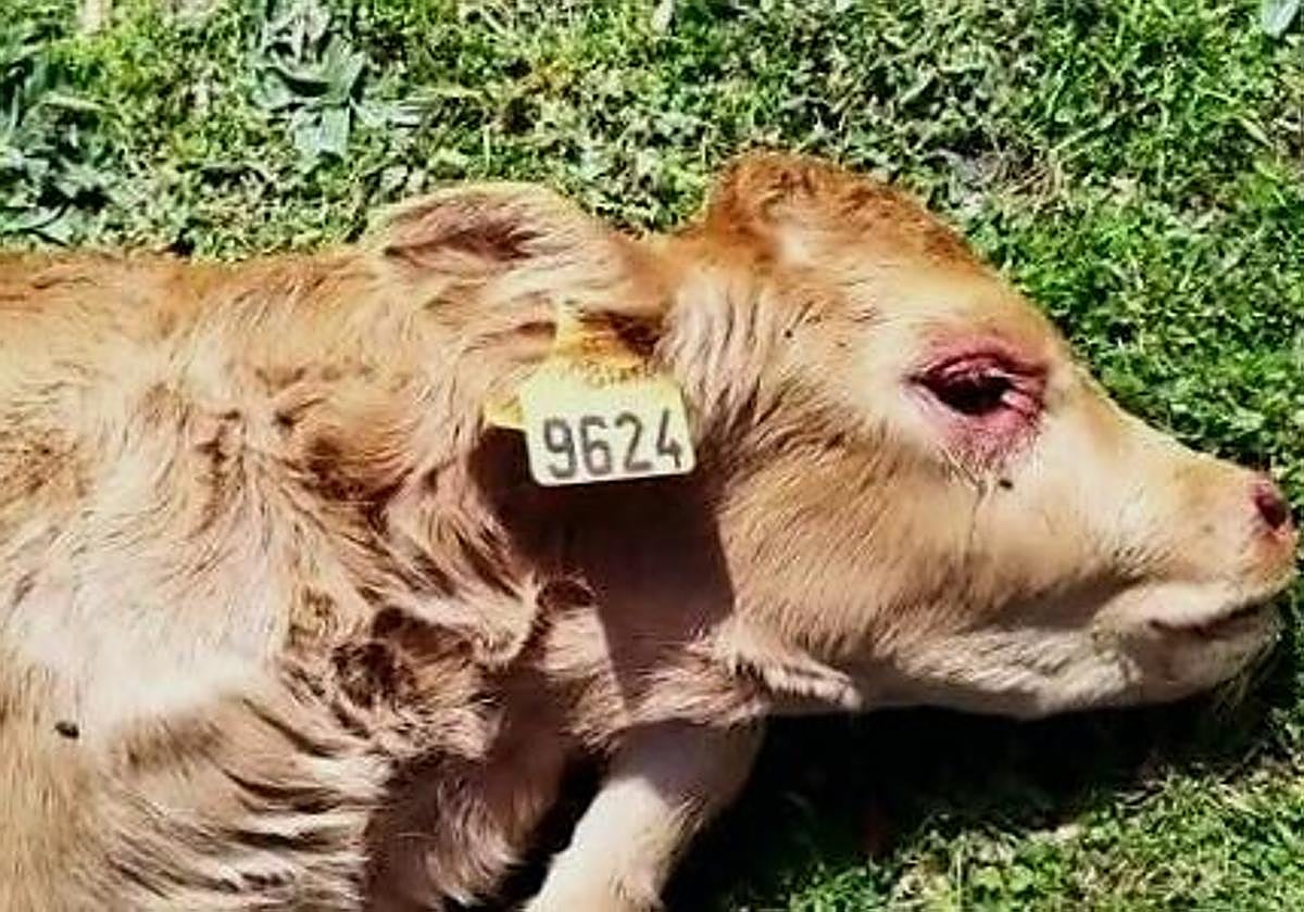 Imagen del ternero atacado.